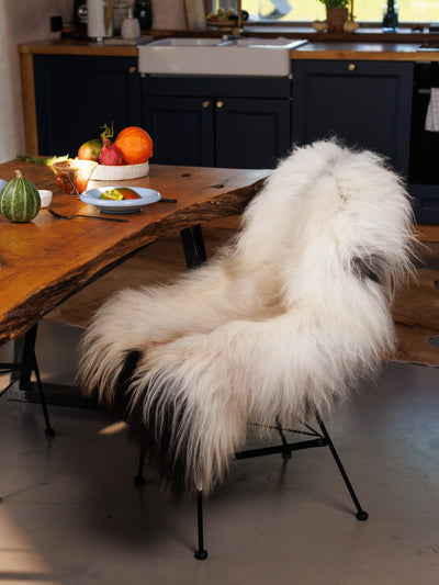 Islandsk lammeskind "Golsótt"