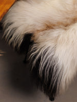 Islandsk lammeskind "Golsótt"