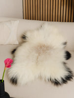 Islandsk lammeskind "Golsótt"