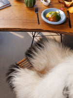 Islandsk lammeskind "Golsótt"